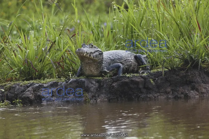  : Spectacled Caiman