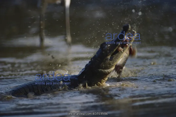  : Spectacled Caiman
