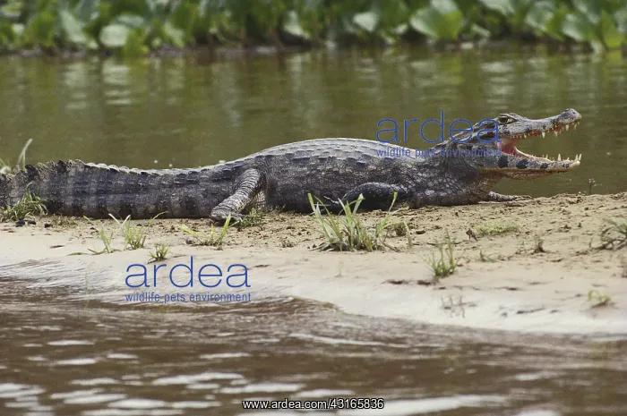  : Spectacled Caiman