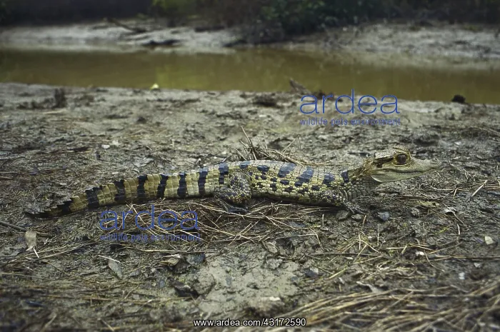 : Spectacled Caiman : Spectacled Caiman