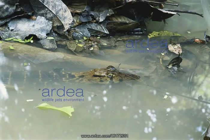 : Spectacled Caiman : Spectacled Caiman