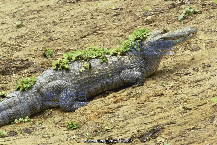 : Spectacled Caiman : Spectacled Caiman