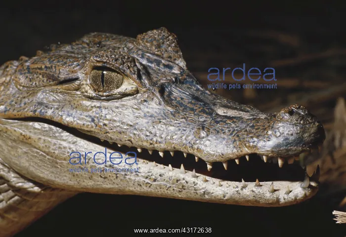 : Spectacled Caiman : Spectacled Caiman