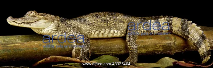 : spectacled caiman (Caiman crocodilus), on black background : spectacled caiman (Caiman crocodilus), on black background