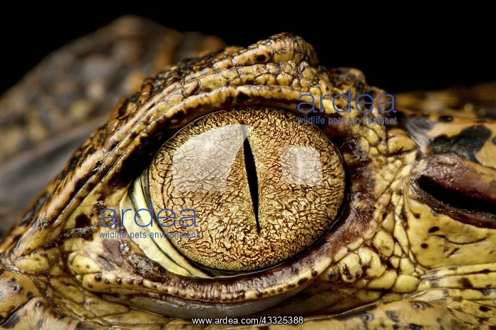 : Spectacled caiman (Caiman crocodilus) eye, on bl : Spectacled caiman (Caiman crocodilus) eye, on bl