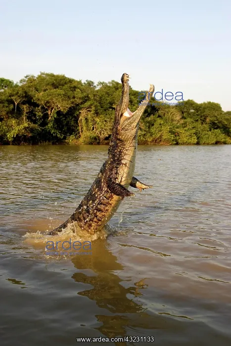 : Spectacled Caiman (caiman crocodilus), Leaping in : Spectacled Caiman (caiman crocodilus), Leaping in