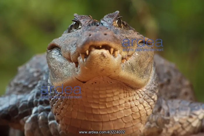 : Spectacled Caiman (Caiman crocodilus) Rainforest : Spectacled Caiman (Caiman crocodilus) Rainforest
