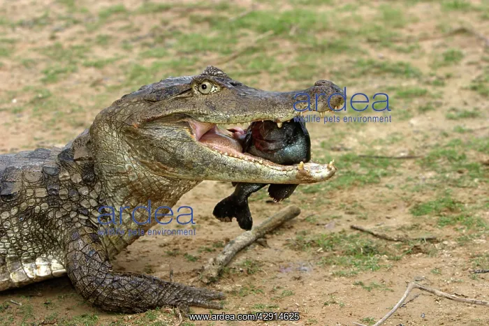  : Spectacled Caiman - carrying fish prey in mouth