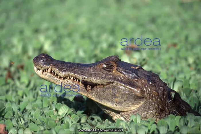 : SPECTACLED CAIMAN- close up of head : SPECTACLED CAIMAN- close up of head