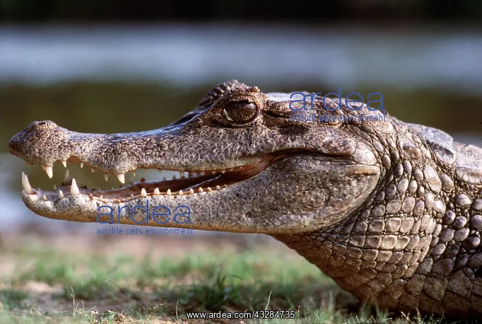: SPECTACLED CAIMAN - CROCODILE : SPECTACLED CAIMAN - CROCODILE
