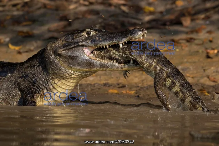: Spectacled Caiman, Crocodile Caiman, yacare caimans : Spectacled Caiman, Crocodile Caiman, yacare caimans