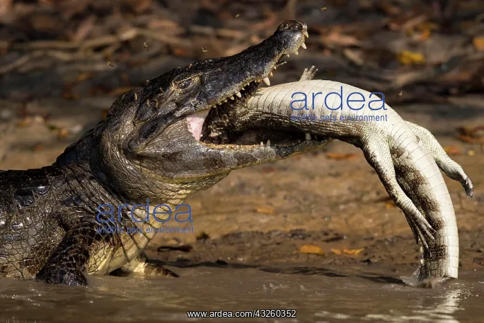 : Spectacled Caiman, Crocodile Caiman, yacare caimans : Spectacled Caiman, Crocodile Caiman, yacare caimans