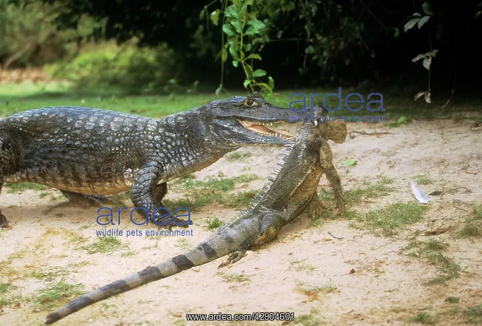 : Spectacled CAIMAN - dragging lizard : Spectacled CAIMAN - dragging lizard
