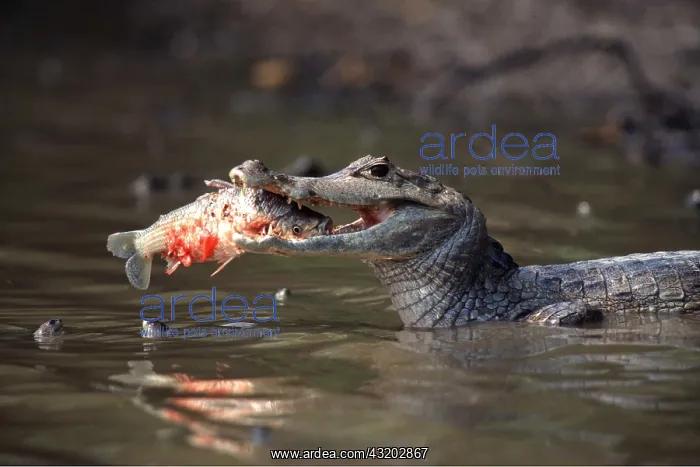 : SPECTACLED CAIMAN-EATING FISH : SPECTACLED CAIMAN-EATING FISH