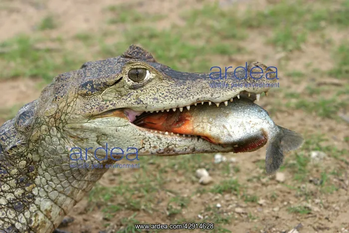  : Spectacled Caiman - eating piranha