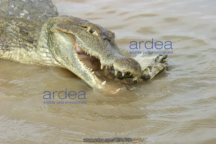 : Spectacled caiman - eating turtle : Spectacled caiman - eating turtle