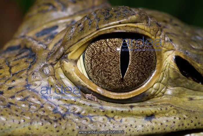 : Spectacled Caiman eye : Spectacled Caiman eye