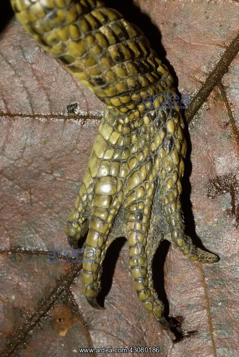 : Spectacled Caiman foot : Spectacled Caiman foot