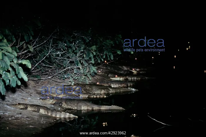 : Spectacled CAIMAN - group leaving water, at riverbank : Spectacled CAIMAN - group leaving water, at riverbank