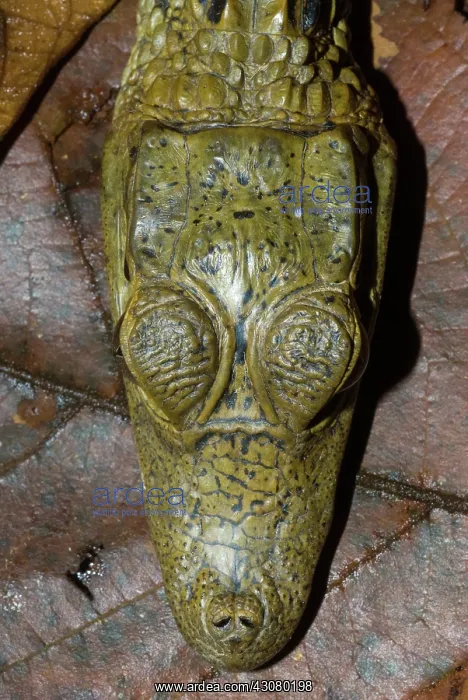 : Spectacled Caiman head : Spectacled Caiman head