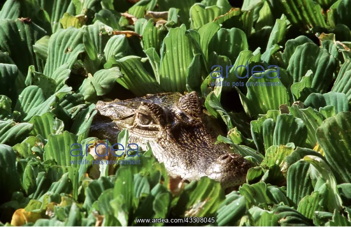 : SPECTACLED CAIMAN - head amongst plants : SPECTACLED CAIMAN - head amongst plants