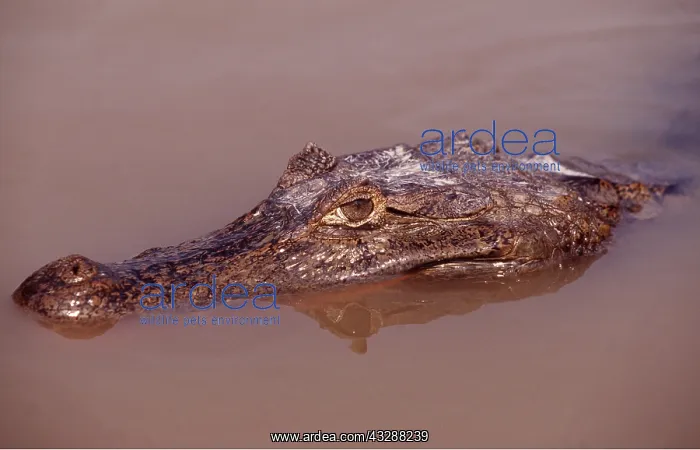 : SPECTACLED CAIMAN- head in water : SPECTACLED CAIMAN- head in water