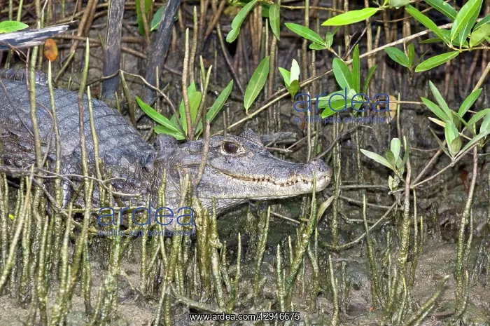 : Spectacled Caiman - among mangrove roots : Spectacled Caiman - among mangrove roots