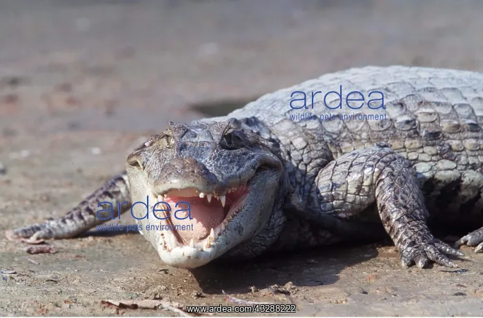 : SPECTACLED CAIMAN - mouth open : SPECTACLED CAIMAN - mouth open