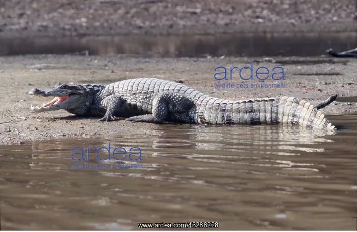 : SPECTACLED CAIMAN - on riverbank : SPECTACLED CAIMAN - on riverbank