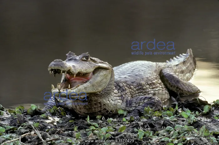 : Spectacled Caiman (sclerops), Caiman, Venezuela : Spectacled Caiman (sclerops), Caiman, Venezuela