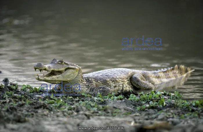 : Spectacled Caiman (sclerops), Caiman, Venezuela : Spectacled Caiman (sclerops), Caiman, Venezuela