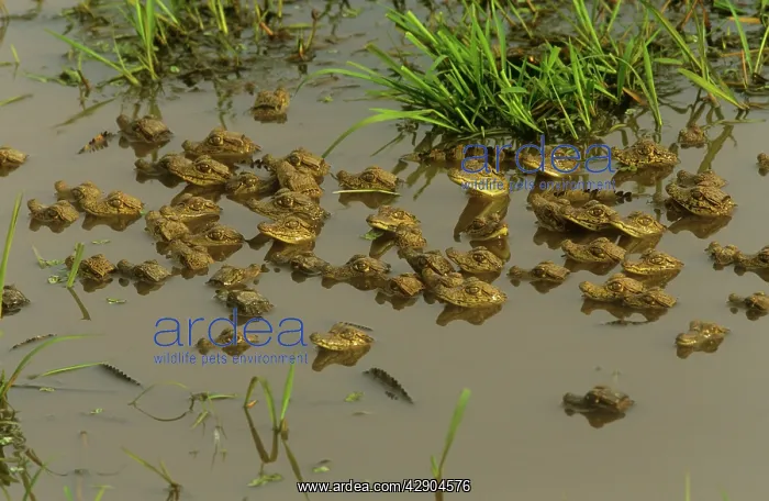: Spectacled CAIMAN - swimming babies : Spectacled CAIMAN - swimming babies