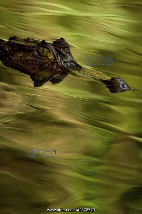 : Spectacled caiman, Tortuguero National Park : Spectacled caiman, Tortuguero National Park