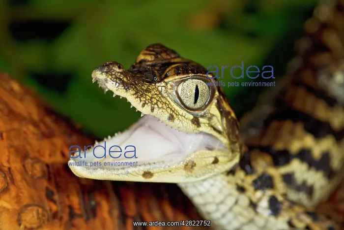 : Spectacled Caiman - youngster close up - captive : Spectacled Caiman - youngster close up - captive