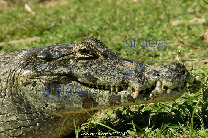 : Spectacled Caimen, Caiman crocodilus, by : Spectacled Caimen, Caiman crocodilus, by