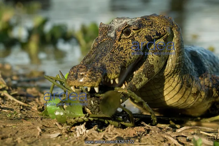 : Spectacled Caimen, Caiman crocodilus, by : Spectacled Caimen, Caiman crocodilus, by