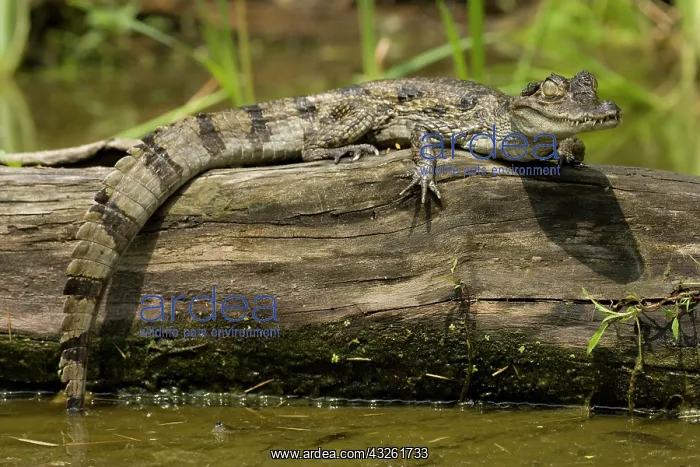 : Spectacled Caimen, Caiman crocodilus, by : Spectacled Caimen, Caiman crocodilus, by