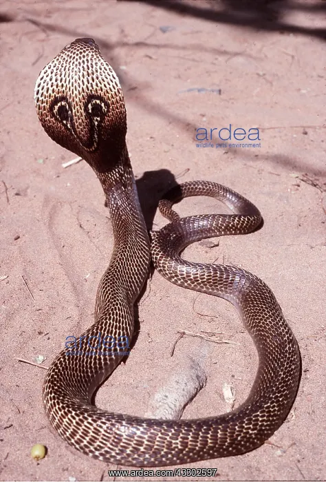 : SPECTACLED COBRA : SPECTACLED COBRA