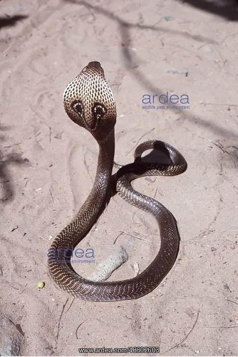: SPECTACLED COBRA - WITH HOOD UP : SPECTACLED COBRA - WITH HOOD UP