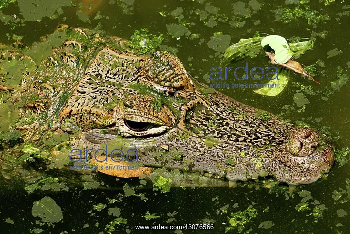 : Spectacled or Common Caiman : Spectacled or Common Caiman