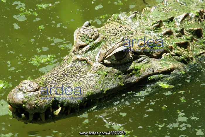 : Spectacled or Common Caiman : Spectacled or Common Caiman