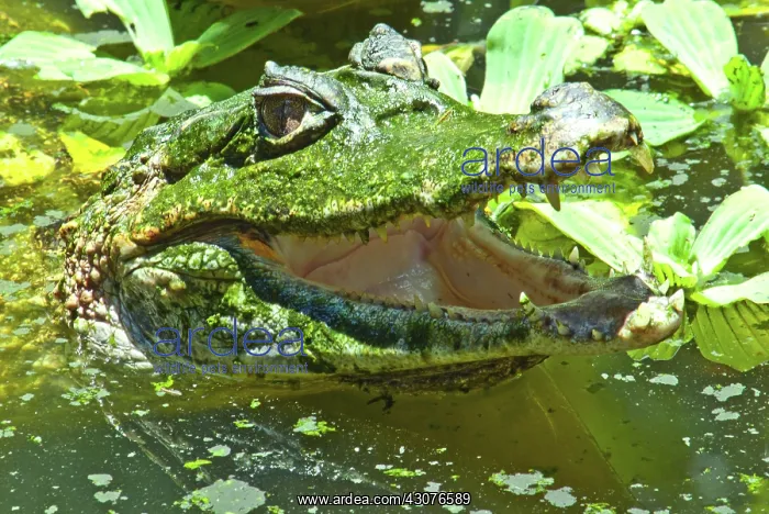: Spectacled or Common Caiman : Spectacled or Common Caiman