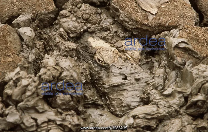  : Spectacled  /  common CAIMAN - buried in mud at end