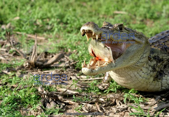 : Spectacled / common CAIMAN - feeding on fish : Spectacled / common CAIMAN - feeding on fish
