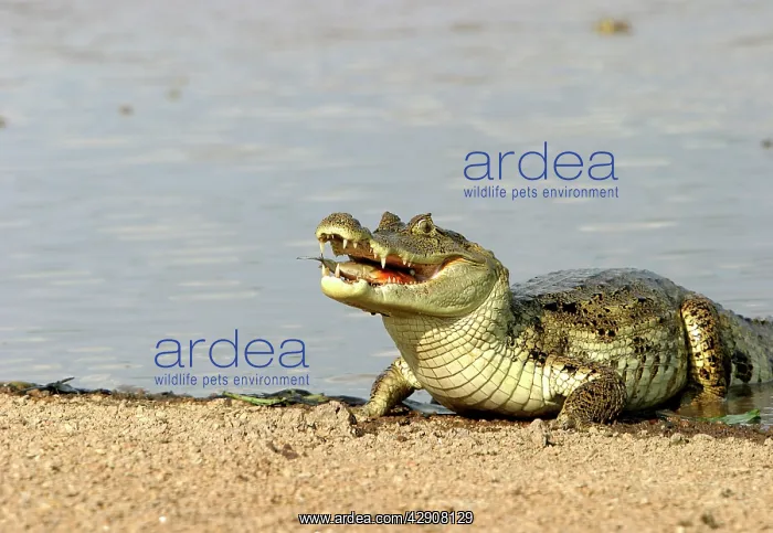 : Spectacled / common CAIMAN - feeding on fish : Spectacled / common CAIMAN - feeding on fish