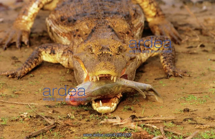  : Spectacled  /  Common Caiman - with piranha in mouth