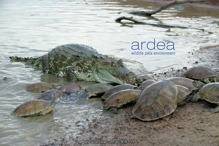 : Spectacled / common CAIMAN and Sideneck Turtle : Spectacled / common CAIMAN and Sideneck Turtle