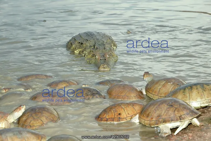 : Spectacled / common CAIMAN and Sidenecked Turtle : Spectacled / common CAIMAN and Sidenecked Turtle