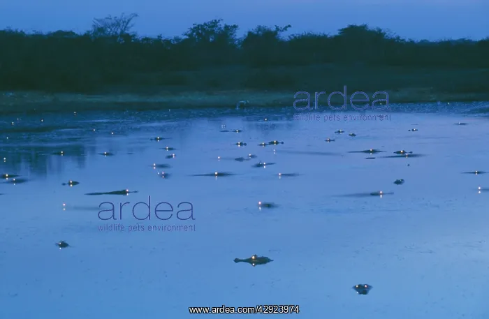: Spectacled / common CAIMAN - swimming at dusk : Spectacled / common CAIMAN - swimming at dusk