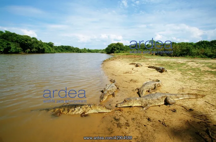 : Spectacled / common CAIMAN - x4, on river bank : Spectacled / common CAIMAN - x4, on river bank